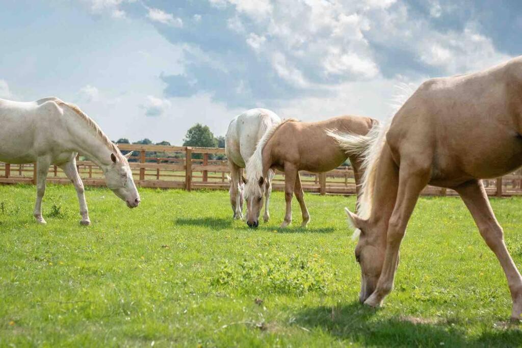 Langford Farmhouse - New Forest National Park Luxury 4Bd, Hot Tub, Cinema, 10 Acres Bartley Exterior photo