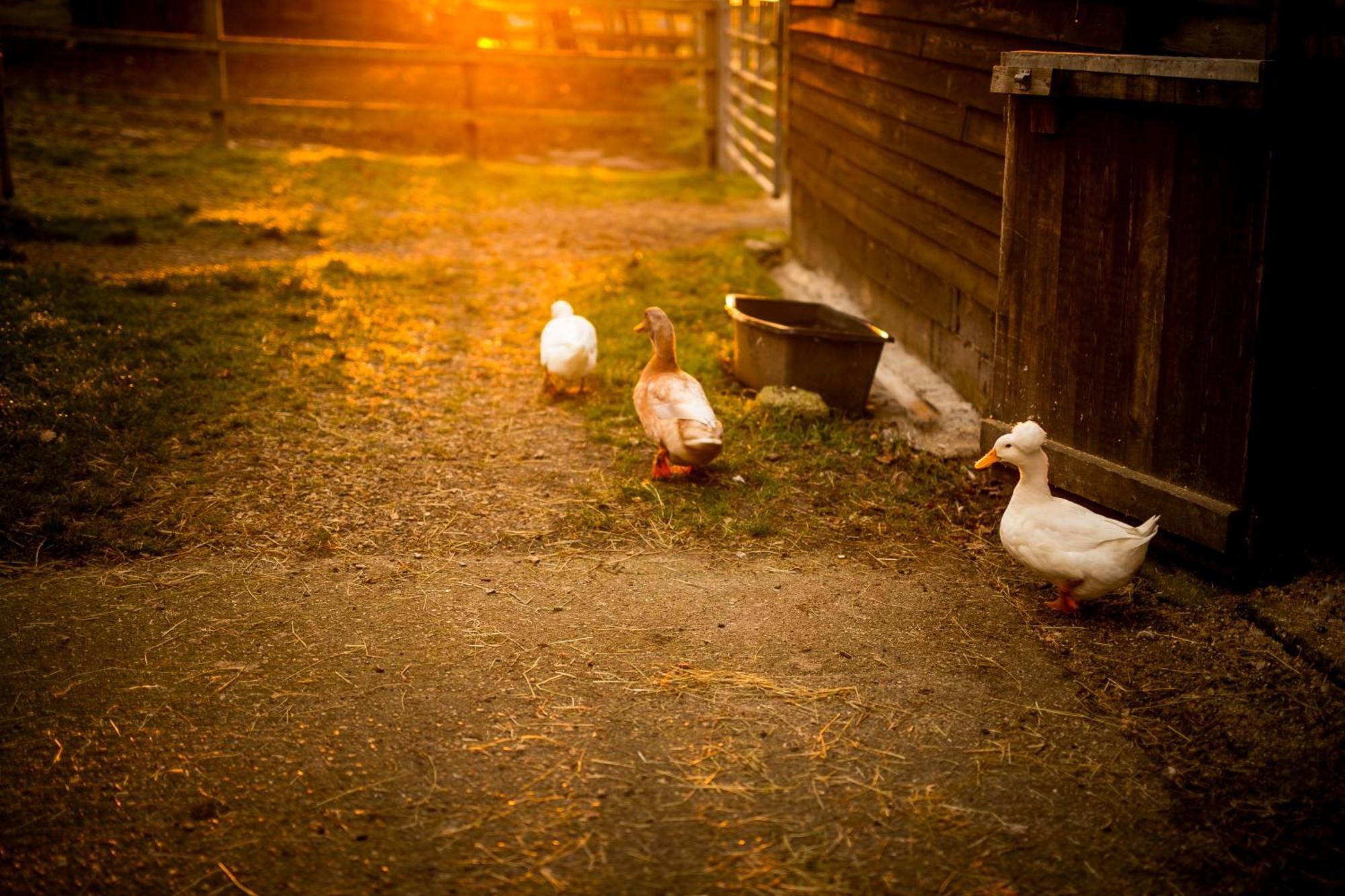 Langford Farmhouse - New Forest National Park Luxury 4Bd, Hot Tub, Cinema, 10 Acres Bartley Exterior photo